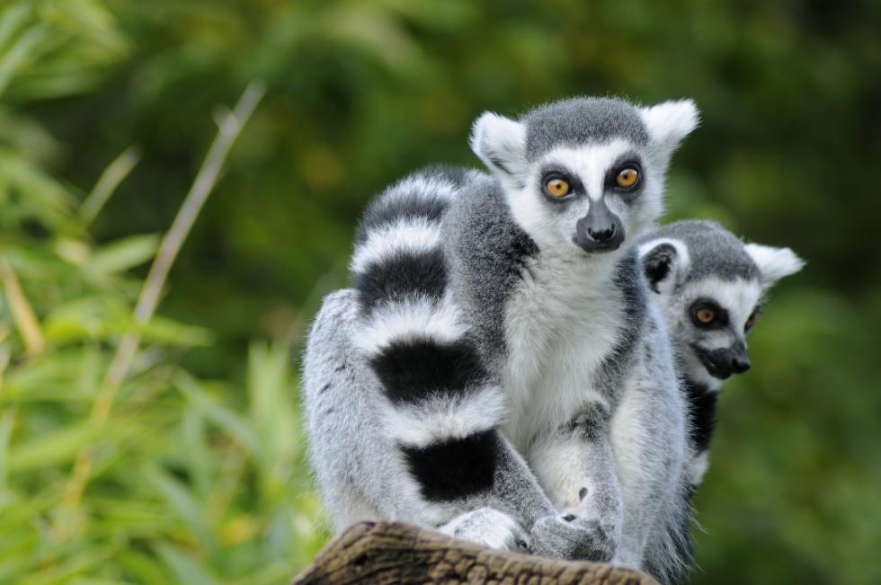 „Halo Madagaskar!”. Edukacyjny park dla modych odkrywcw 