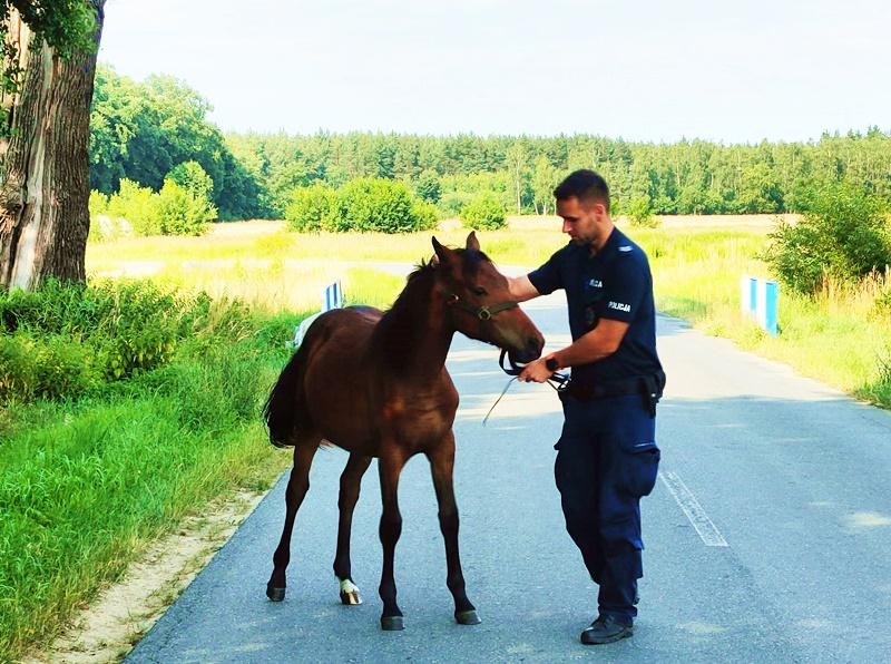 Policjanci zatrzymali… konia